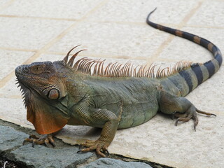 Green iguana