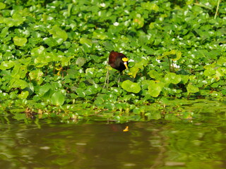 Jacana birds walking on aquatic plants