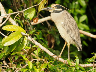 Yellow crowned night heron