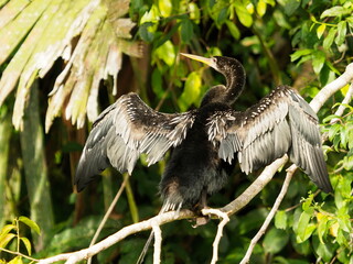 Anhinga bird drying wings