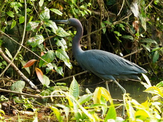 Little Blue Heron on river bank