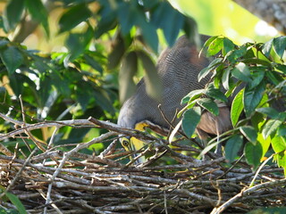 Tiger Heron buillding a nest