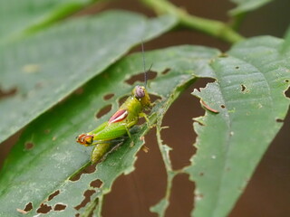 Tropical green grasshopper