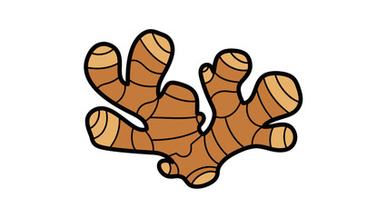 Ginger Root Illustration with Multiple Branches.