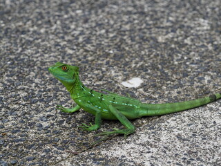 Green Basilisk lizard on the path