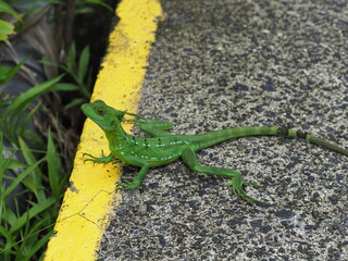 Green Basilisk lizard on the path
