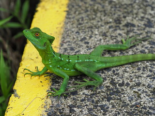 Green Basilisk lizard on the path