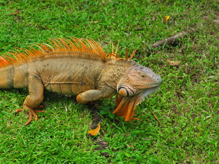 Green iguana in Costa Rica