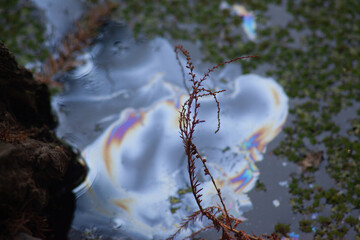 Nature Park Collection featuring Red Canna Lilies, Pond Turtles, Murky Water Reflections, and Weathered Tree Bark Textures.