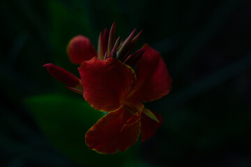 Nature Park Collection featuring Red Canna Lilies, Pond Turtles, Murky Water Reflections, and Weathered Tree Bark Textures.