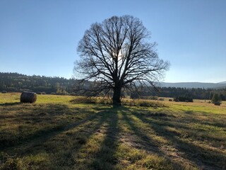 a leafless tree casting a shadow during sunset