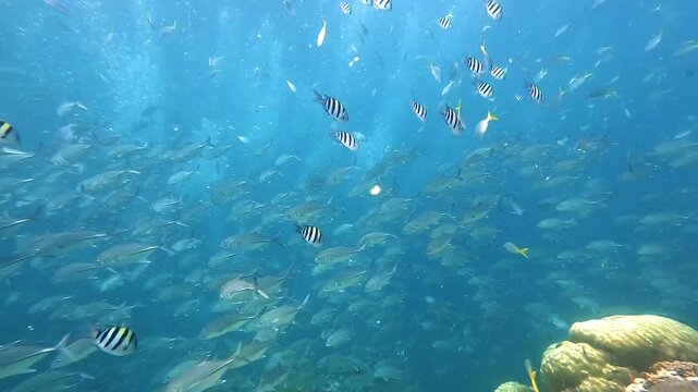 Fast-moving jackfish rush past convict fish with black stripes in blue water. Dense reef life and dynamic motion filmed at Sail Rock, famous dive site in Thailand near Koh Samui, Koh Tao, and Koh Phan