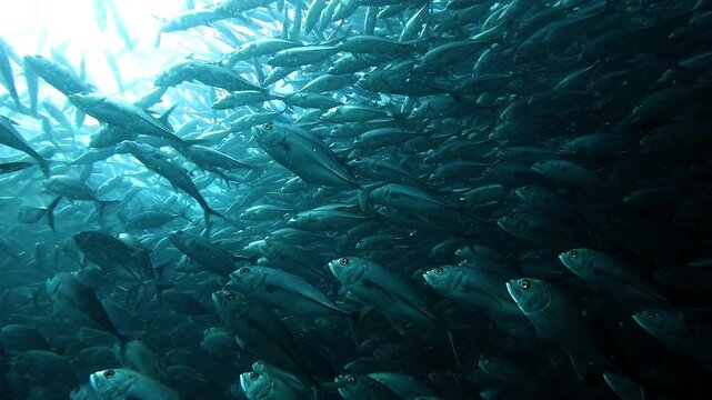 Slow motion inside a dense school of jackfish Caranx sp with metallic silver bodies. One fish slowly rises toward the surface. Filmed at Sail Rock dive site near Koh Samui Koh Tao and Koh Phangan