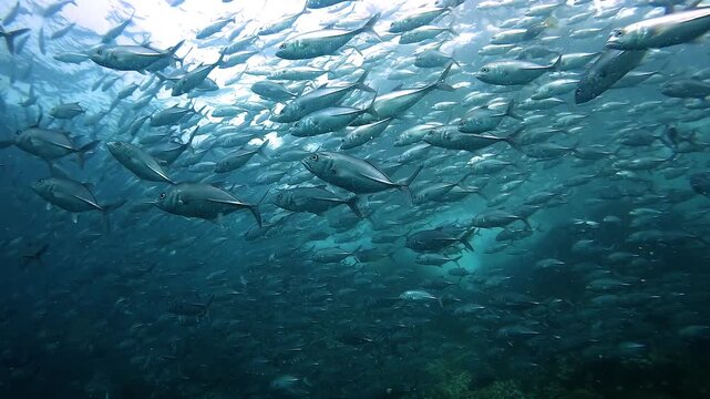 Inside a dense jackfish school with metallic reflections, fish swimming in multiple directions creating an elegant chaos. Filmed at Sail Rock, famous dive site in Thailand near Koh Samui, Koh Tao and 