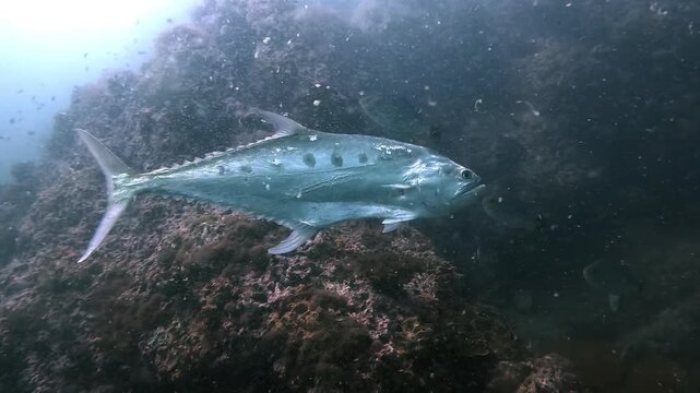 A queenfish Scomberoides commersonnianus with a dark flank spot glides past the camera in blue water. Shot at Sail Rock, famous dive site in Thailand near Koh Samui, Koh Tao and Koh Phangan.