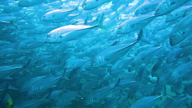 Underwater tracking shot inside a dense jackfish school Carangidae with metallic silver bodies moving right to left while a rabbitfish Siganidae swims opposite direction filmed at Sail Rock Thailand