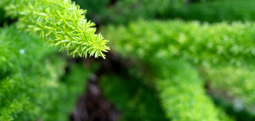 The foxtail fern is an evergreen perennial with dense, plume-like, bright green stems of needle-like foliage. It is not a true fern, but part of the asparagus family.