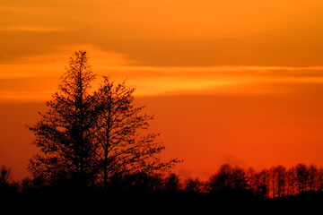 silhouette of a tree against the background of a golden sunset