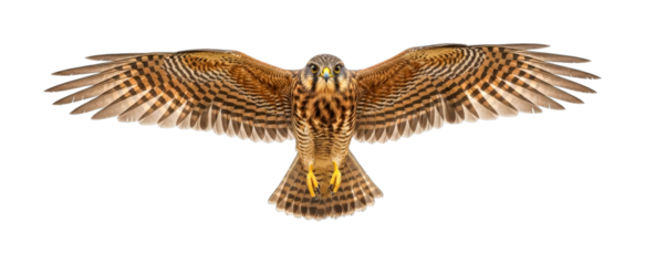 Beautiful bird of prey in full flight with powerful wings spread wide, soaring gracefully through the air, showcasing its intricate feather patterns.
