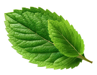 Obraz premium Two vibrant green mint leaves overlapping, showcasing intricate leaf textures.