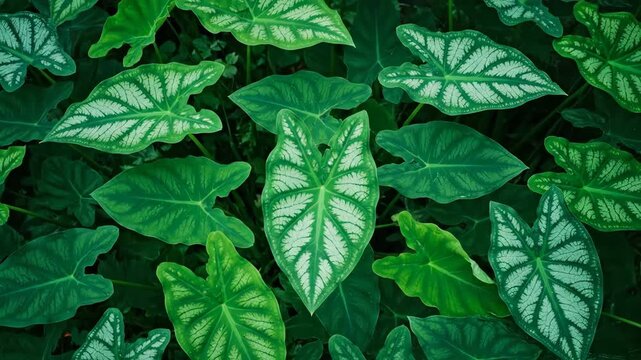 Dark green caladium leaves with prominent white veins are showcased in an overhead view, capturing their natural patterns and texture in lush detail.