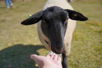 牧歌の里での羊への餌やり体験