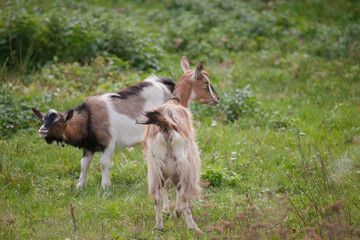 Fototapeta premium Goats grazing and chewing in green pasture