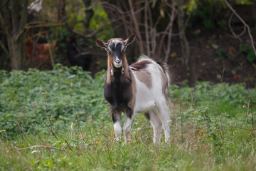 Young domestic goat standing in green farm field