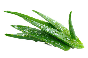 Fresh green aloe vera leaves with water droplets on a white background.