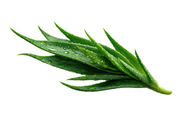 Fresh aloe vera leaf glistening with droplets of water.