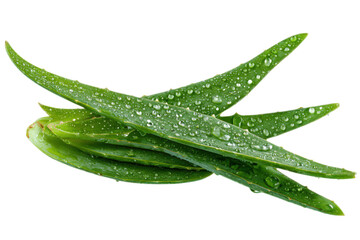 Fresh aloe vera leaves draped in water droplets on a white background.