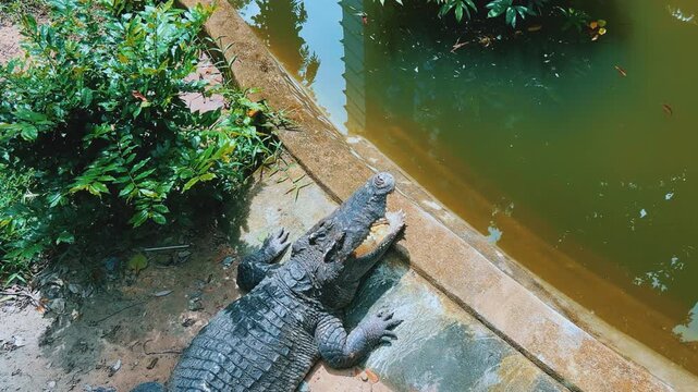 An adult crocodile with an open mouth lies on the ground in the Saigon Zoo and Botanical Garden. Ho Chi Minh City, Vietnam. Asia. An angry crocodile sunbathing. Powerful jaws, armored skin. 4К