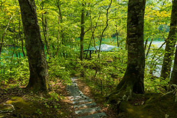 Obraz premium 日本の風景・初夏 世界遺産・白神山地 新緑の十二湖 鶏頭場の池