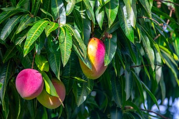 Vibrant Purple Mangoes Ripening on a Lush Tropical Tree