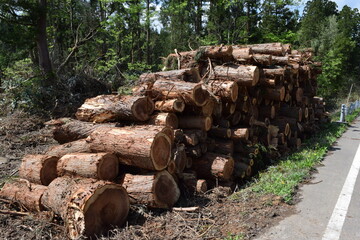 切り出された杉の丸太 山形県庄内