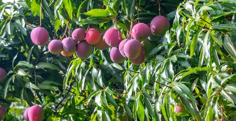 Vibrant Purple Mangoes Ripening on a Lush Tropical Tree