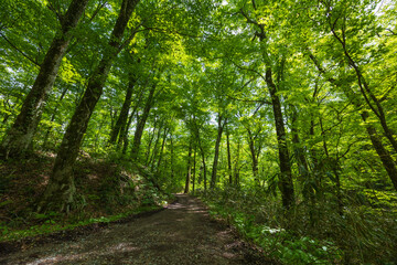 Fototapeta premium 日本の風景・初夏 世界遺産・白神山地 新緑の十二湖 ブナ自然林