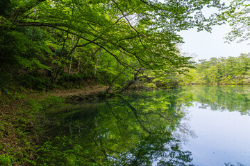 日本の風景・初夏　世界遺産・白神山地　新緑の十二湖　王池