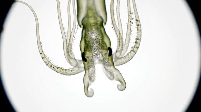microscope view of squid tentacles cephalopod close-up underwater creature.