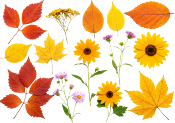 Colorful autumn leaves and flowers arranged beautifully for seasonal display, showcasing the vibrant hues and natural beauty of fall foliage and blossoms.