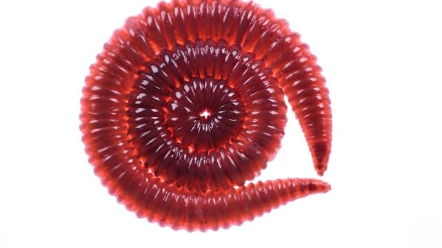 Red earthworm isolated on white background.