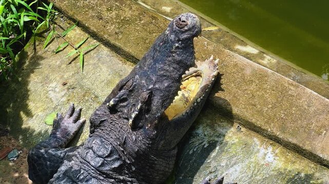 An adult crocodile with an open mouth lies on the ground in the Saigon Zoo and Botanical Garden. Ho Chi Minh City, Vietnam. Asia. An angry crocodile sunbathing. Powerful jaws, armored skin. 4К