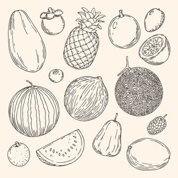 Hand-drawn Fruit Vector Set: Papaya, Cantaloupe, Mulberry, Mango, Wax Apple, Longan, Coconut, Watermelon, Blueberry, Loquat, Passion Fruit, Pineapple Line Art Illustrations