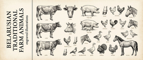 Obraz premium Engraved illustrations showcasing traditional Belarusian farm animals in a vintage style collection