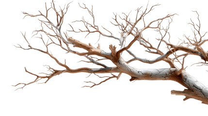 Weathered dry tree branches with cracked texture reaching across a minimal composition, perfect for natural organic backgrounds and environmental themes in modern design projects.