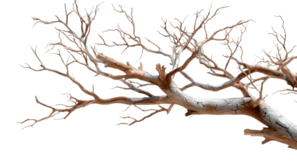 Weathered dry tree branches with cracked texture reaching across a minimal composition, perfect for natural organic backgrounds and environmental themes in modern design projects.