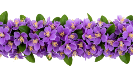 Vibrant purple flowers with green leaves and bright yellow stamens create a beautiful horizontal floral border, perfect for spring and summer designs.