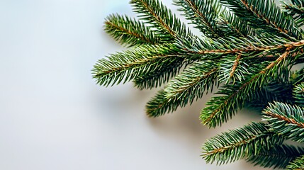 Obraz premium Evergreen Fir Branch: Lush Pine Needles Macro Photography