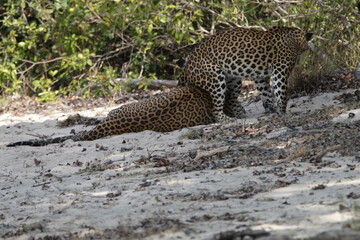 Sri Lankan Leopards in Wilpattu National Park, Sri Lanka 