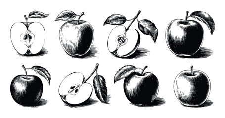 Collection of hand drawn apple fruit illustrations in vintage engraving style perfect for food packaging labels healthy eating advertisements and farm market signage